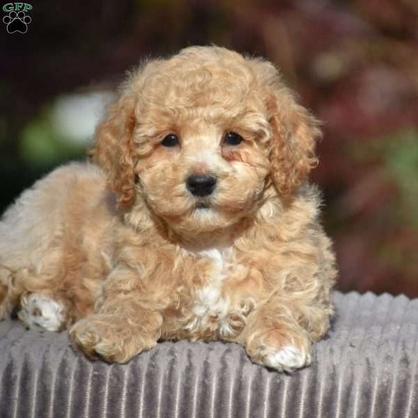 Benson, Bich-Poo Puppy